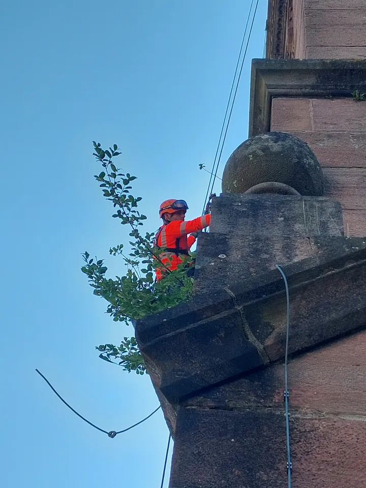 Cordiste à côté de végétation poussant sur une corniche en grès de l’église protestante de Munster.
